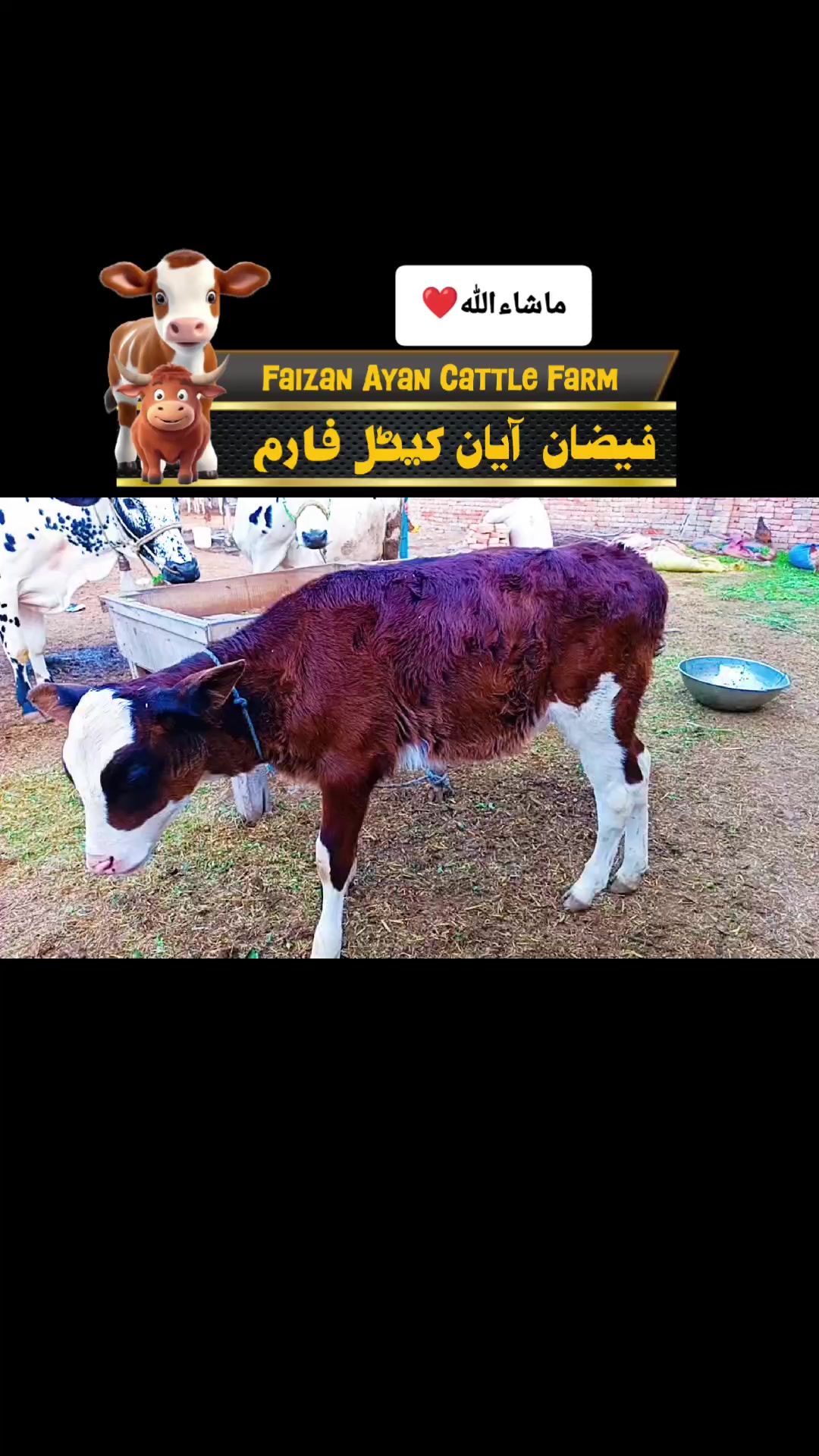 @Faizan Ayan