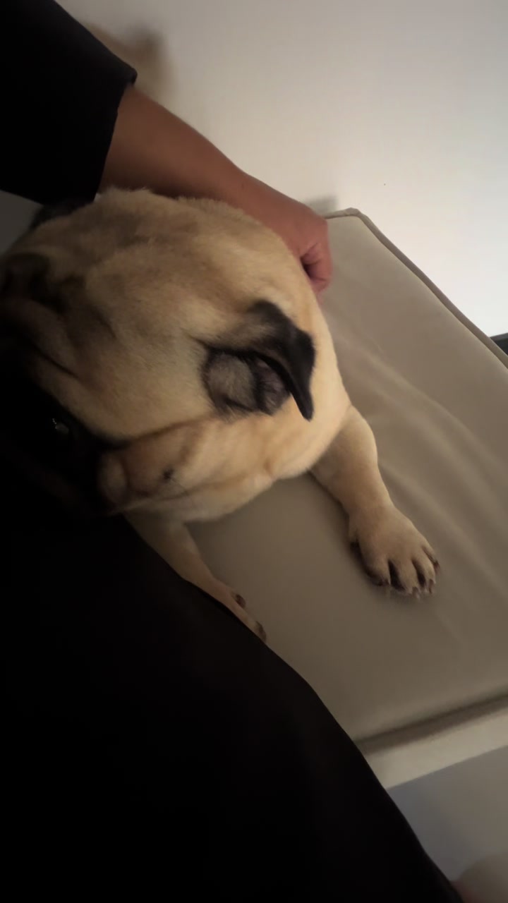 @pugSofyHarry