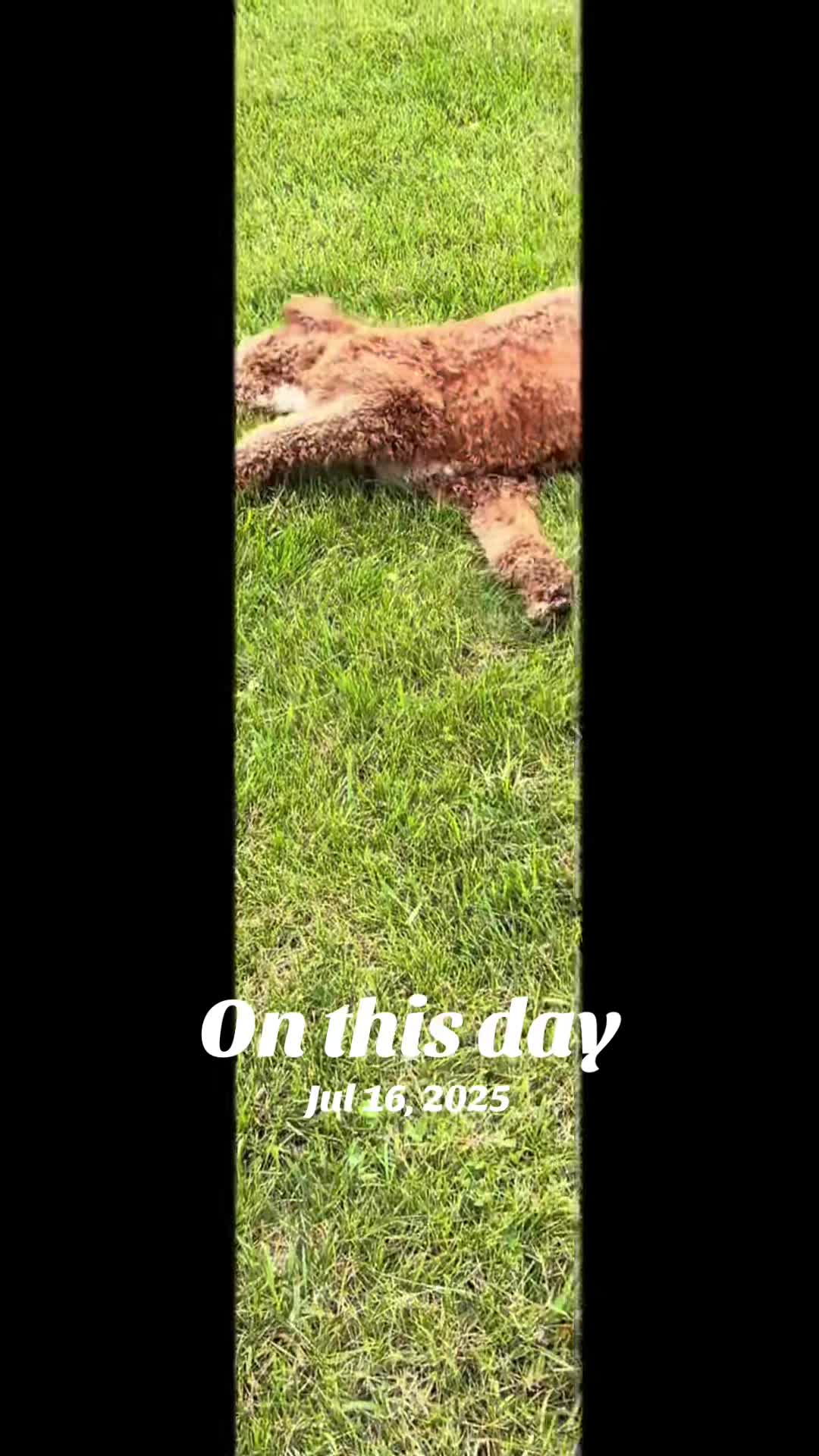 @Reyna y Churro 🐶😍