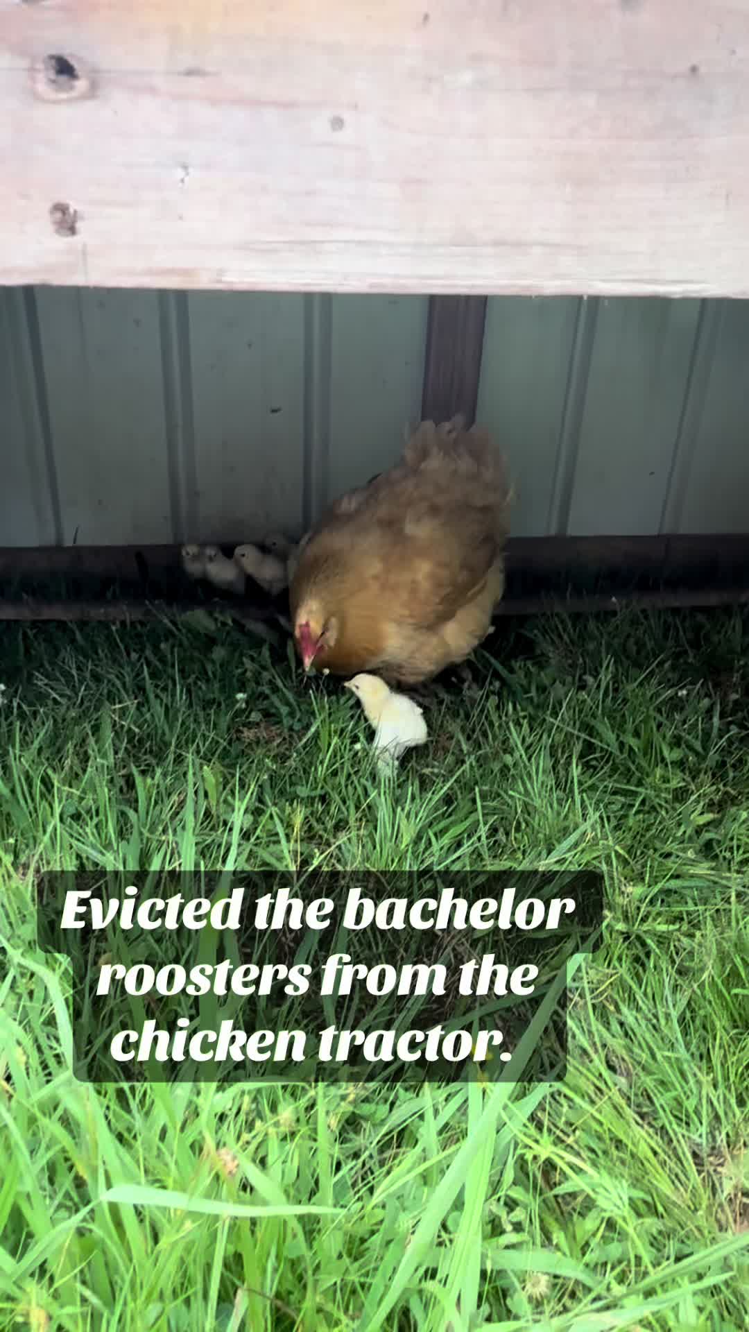 @Sober farmer & nature lover