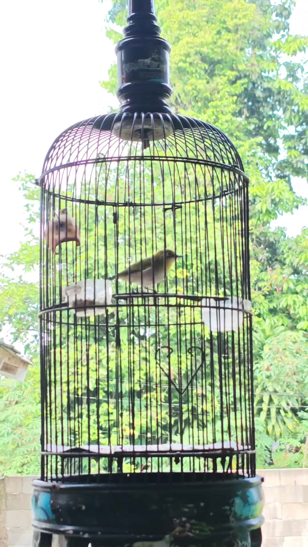 @NDX BIRD FARM