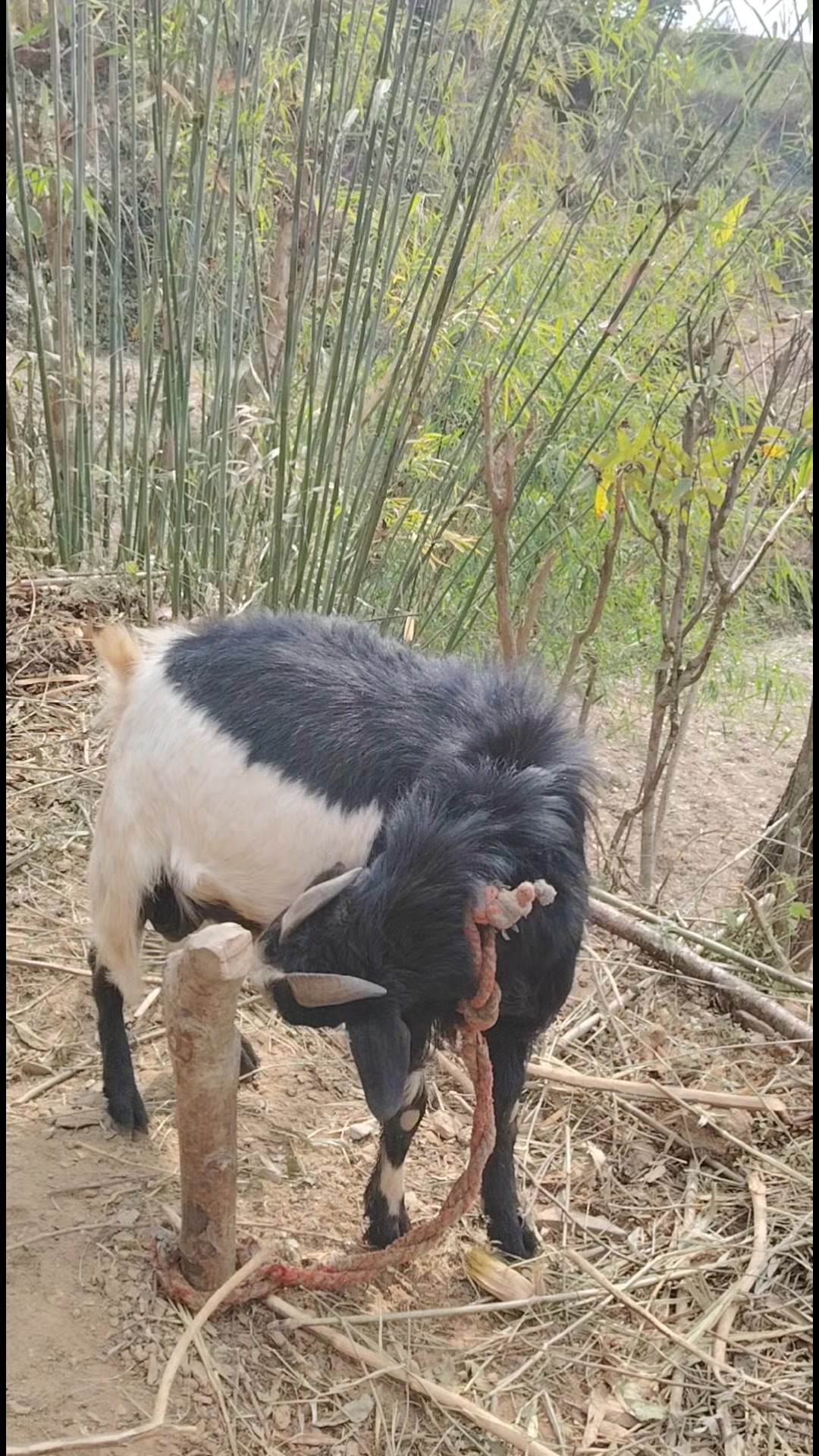 @अधिकारी लक्ष्मी