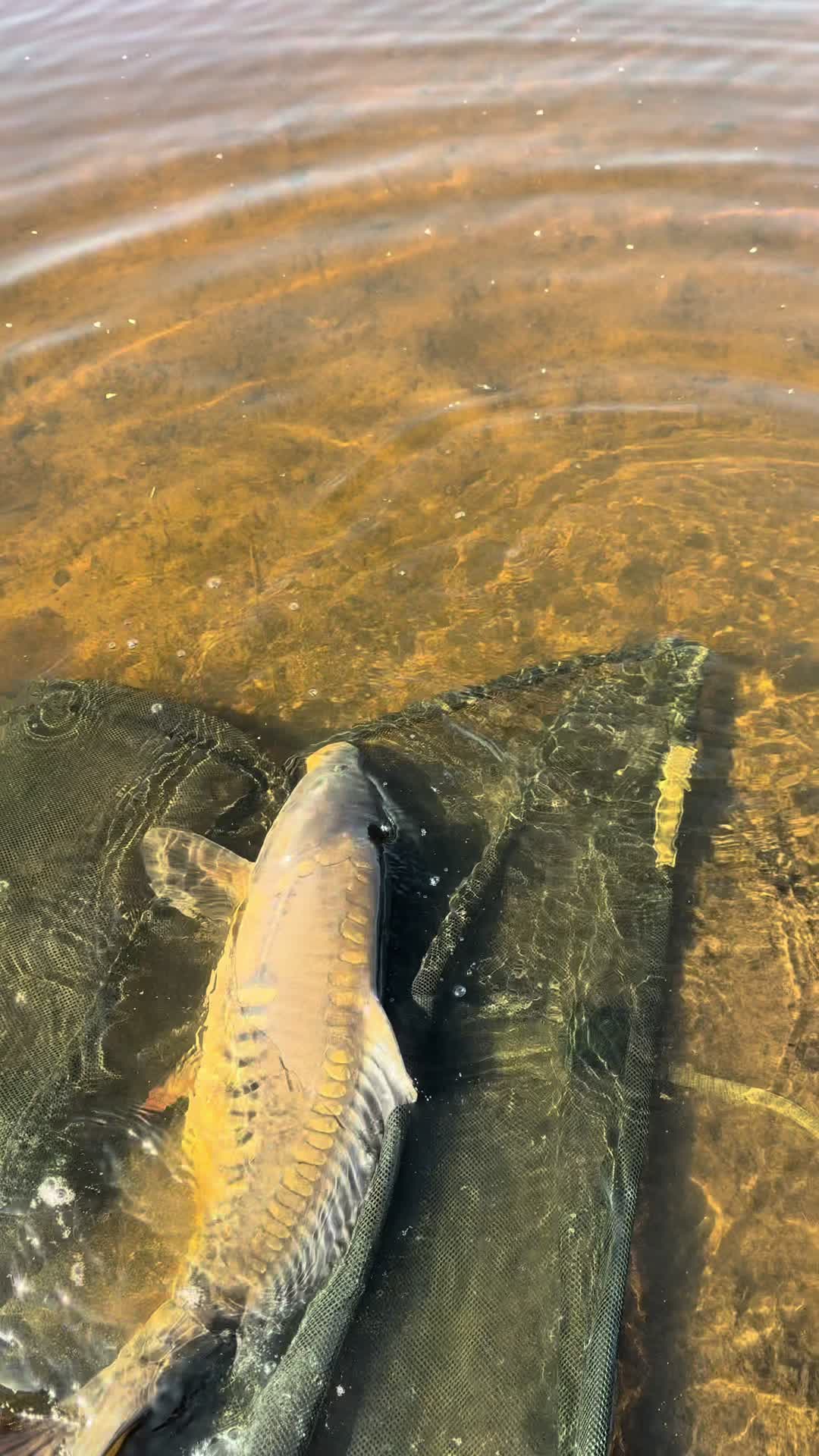 @Daniel Team Herb Baits