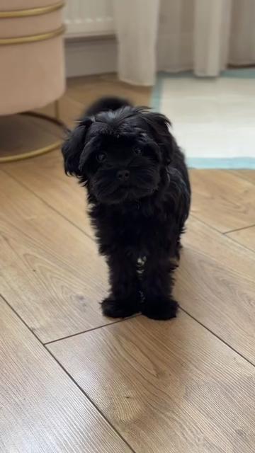 @Maltipoo Puppy Place