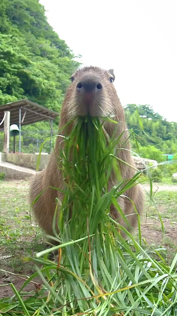@capybaraninja