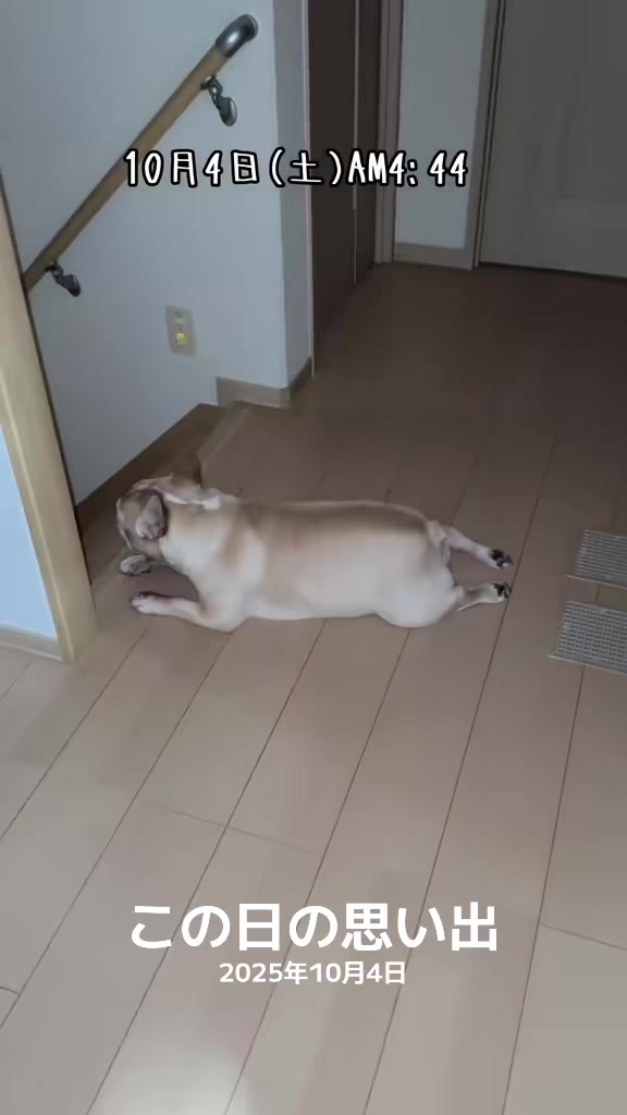 @ごん太