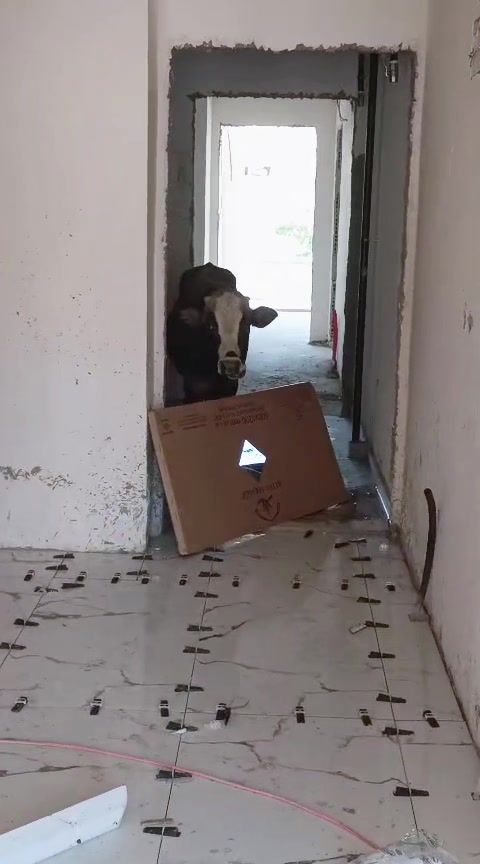 @gökhan basıc