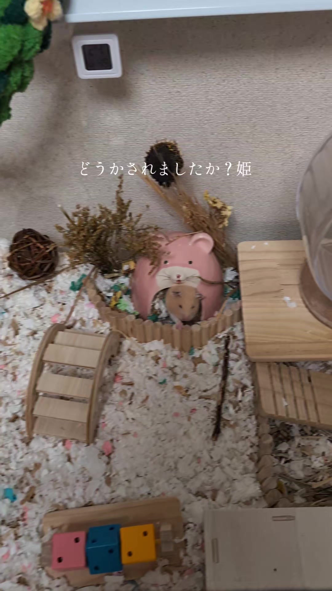 @鼻声🐹主婦