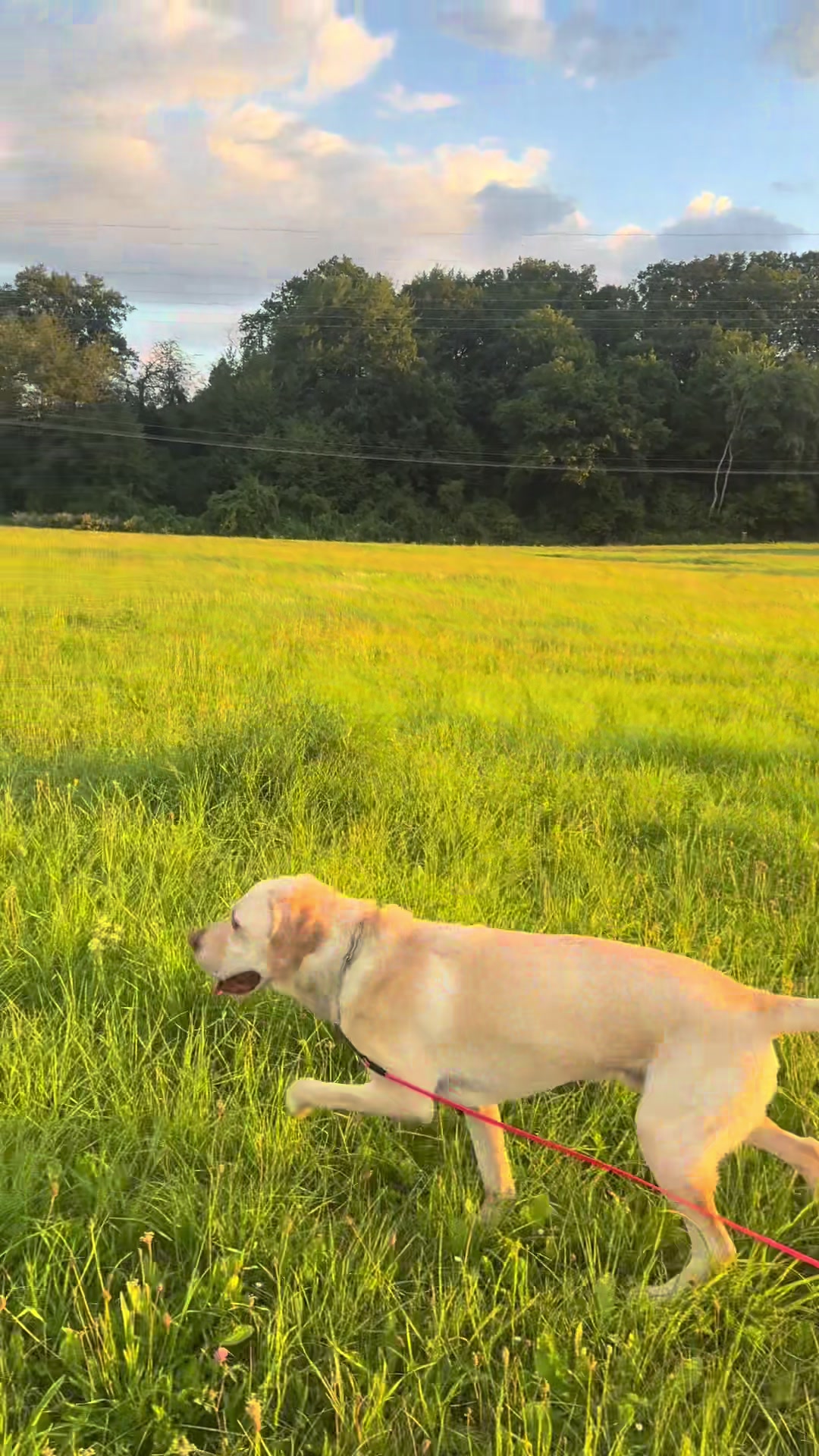 @harzerhunde