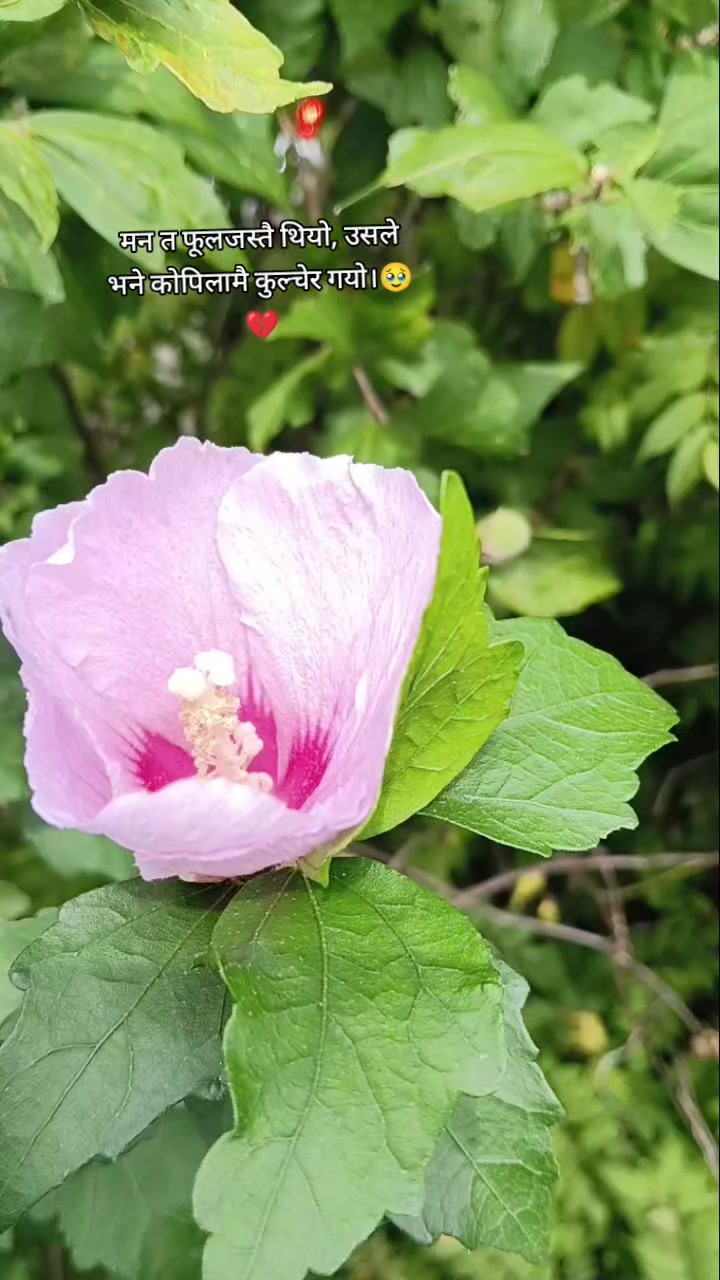 @garimaxettri 207