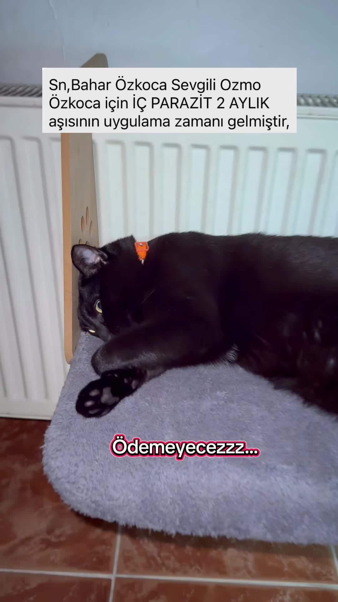 @Bahar Ozka