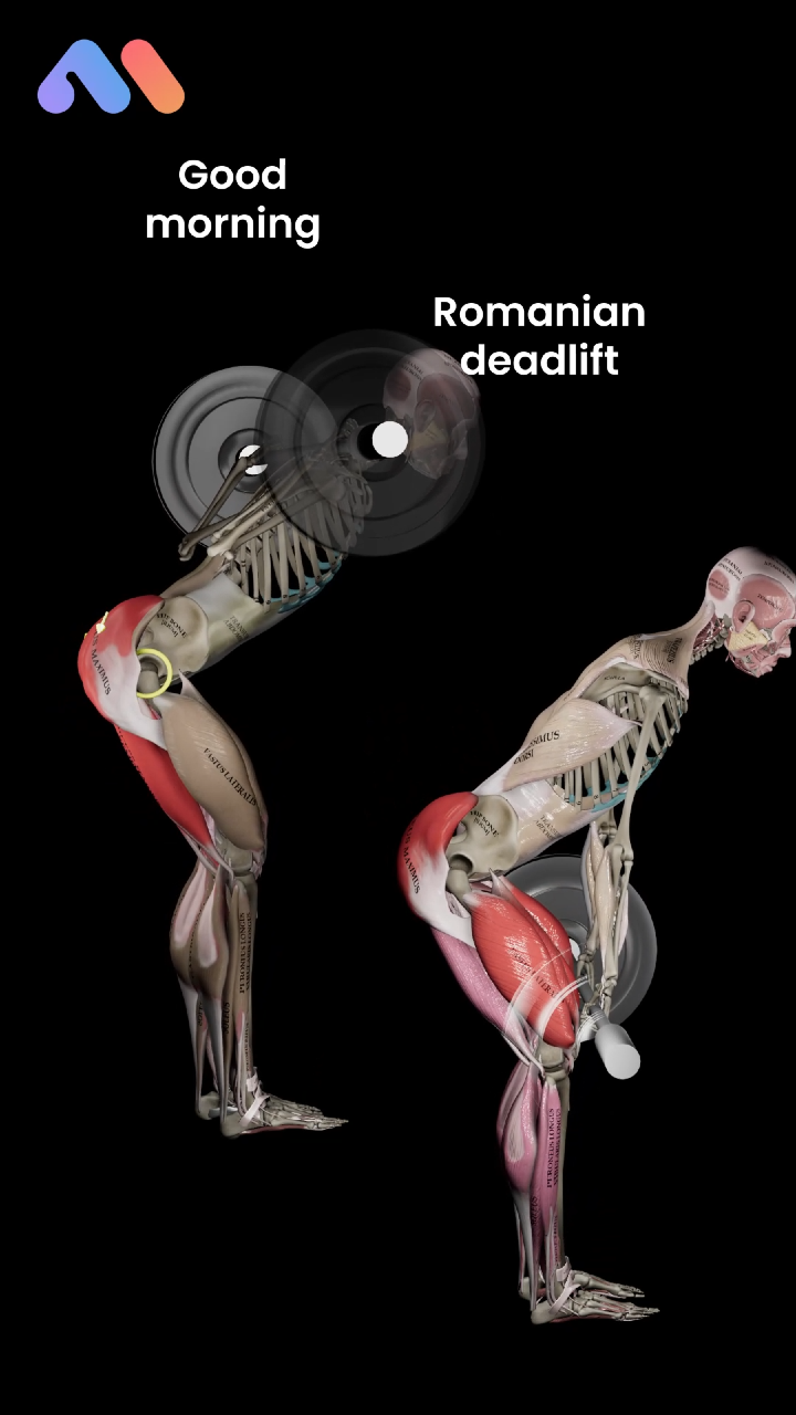 @Muscle & Motion