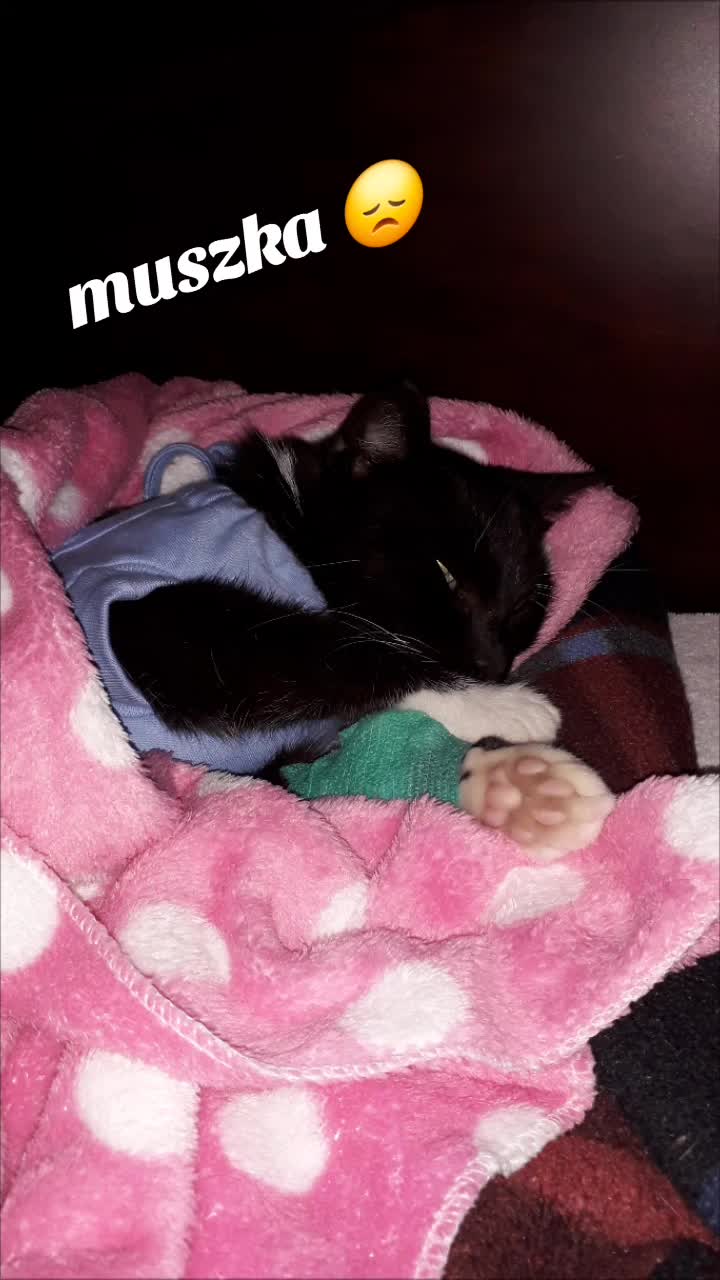 @koci świat 🐈⬛🐈⬛🐈⬛