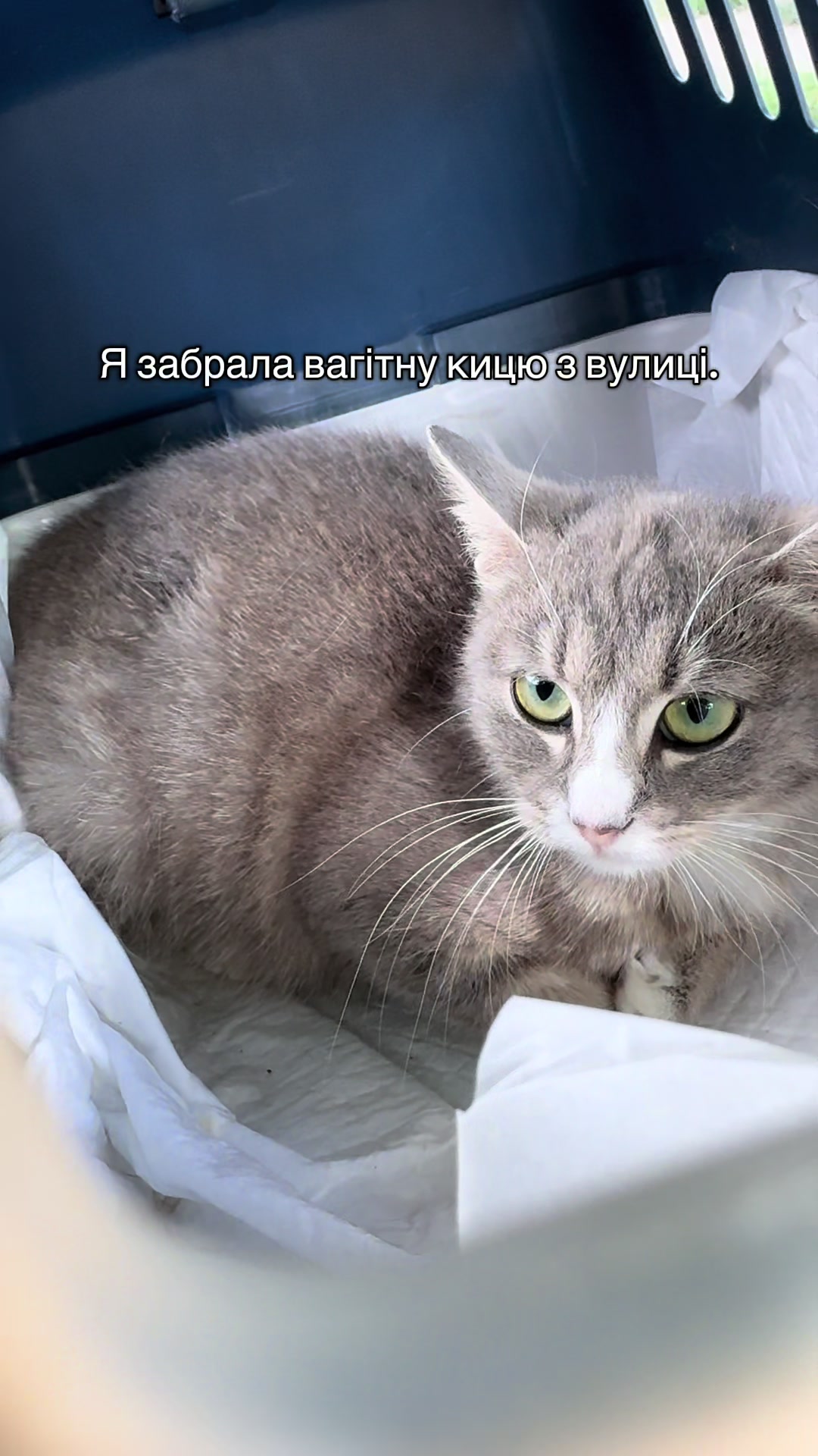 @Корнелія Удовенко