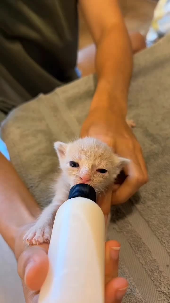 @catnipcrazee