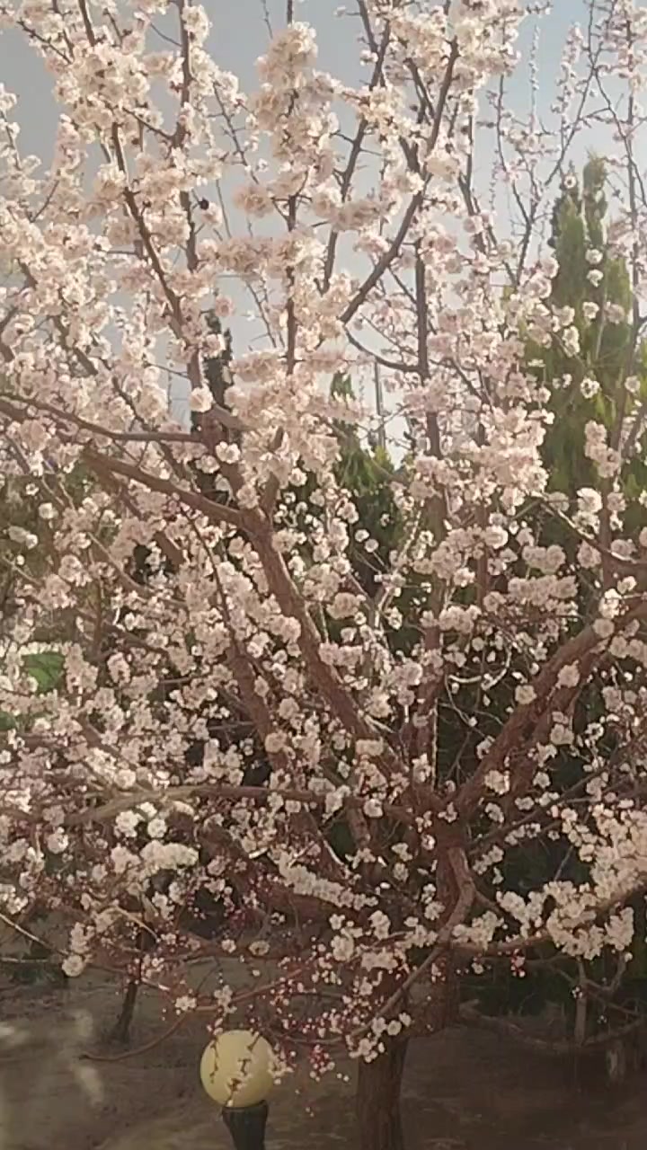 @Hayat