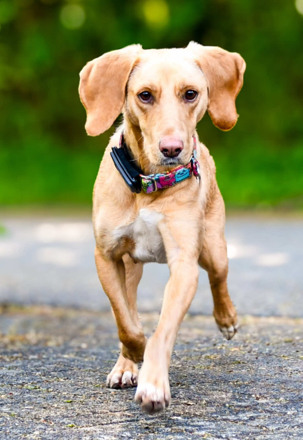 @SpecialDogs e.V.