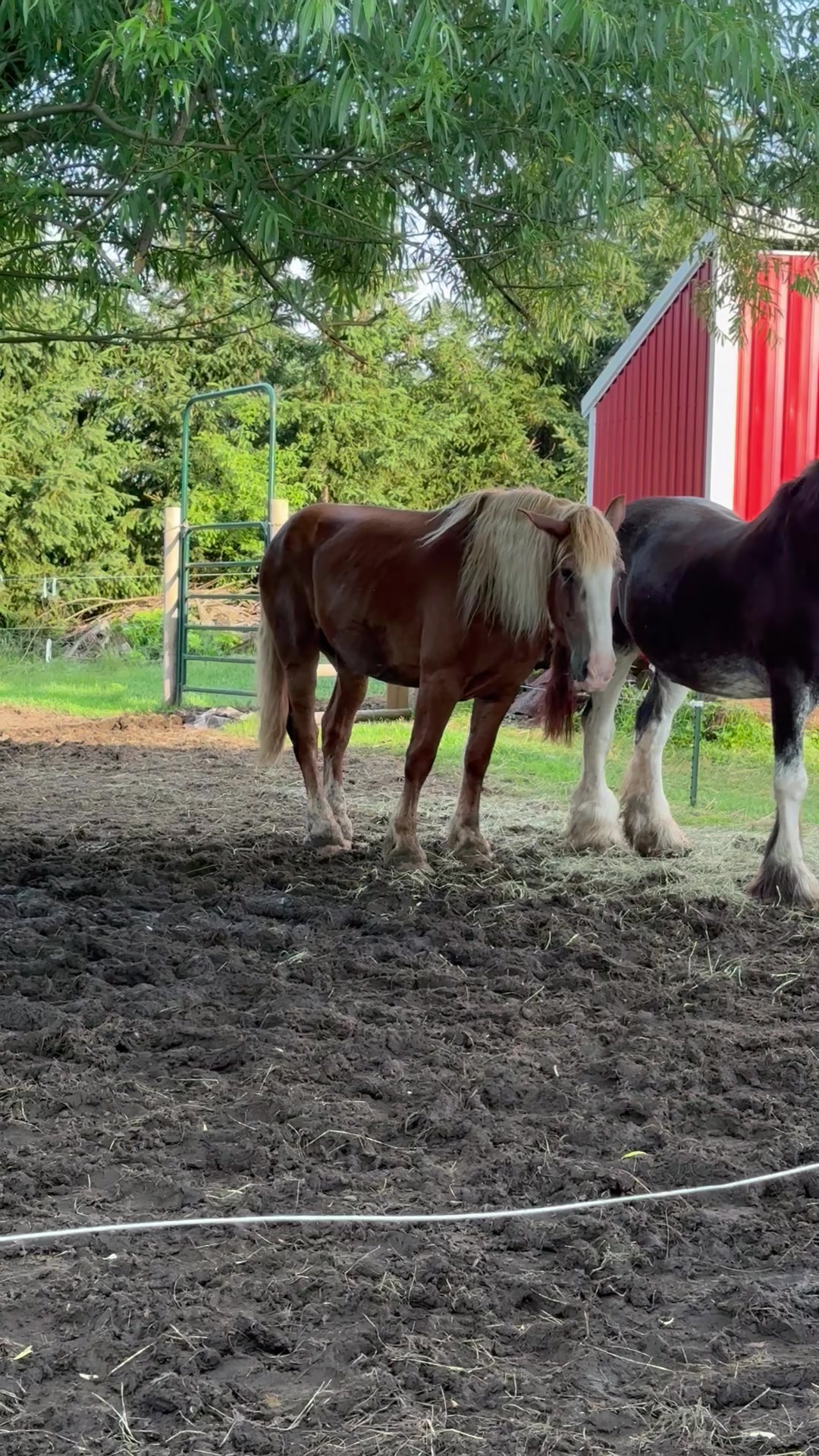 @Safe Place Pastures, Inc.