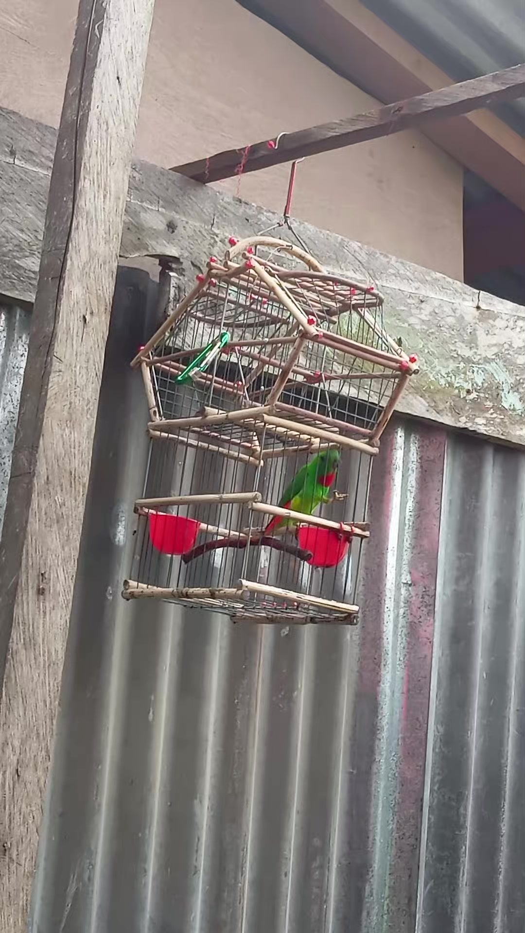 @Srindit kaltara 🦜