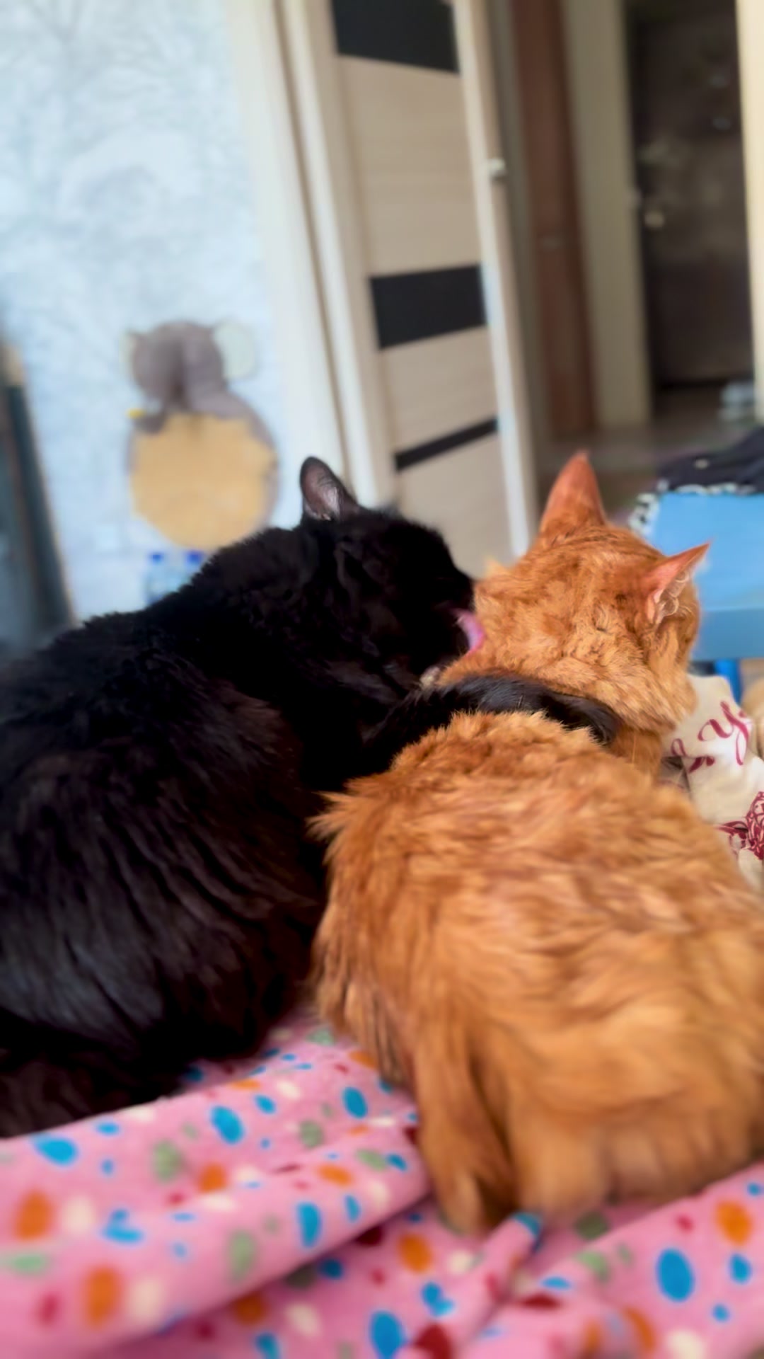 @Хвостатые бандиты🐈⬛🐈