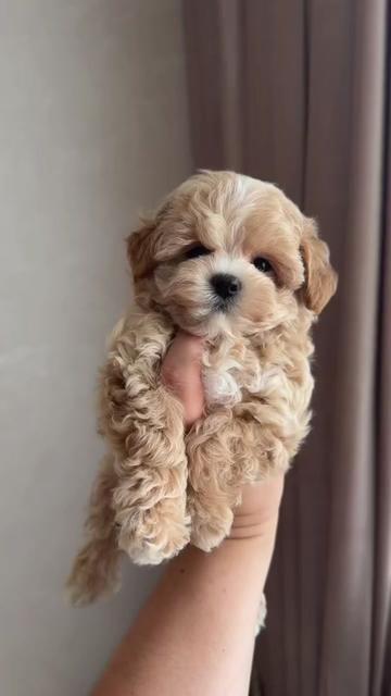 @Maltipoo Puppy Place