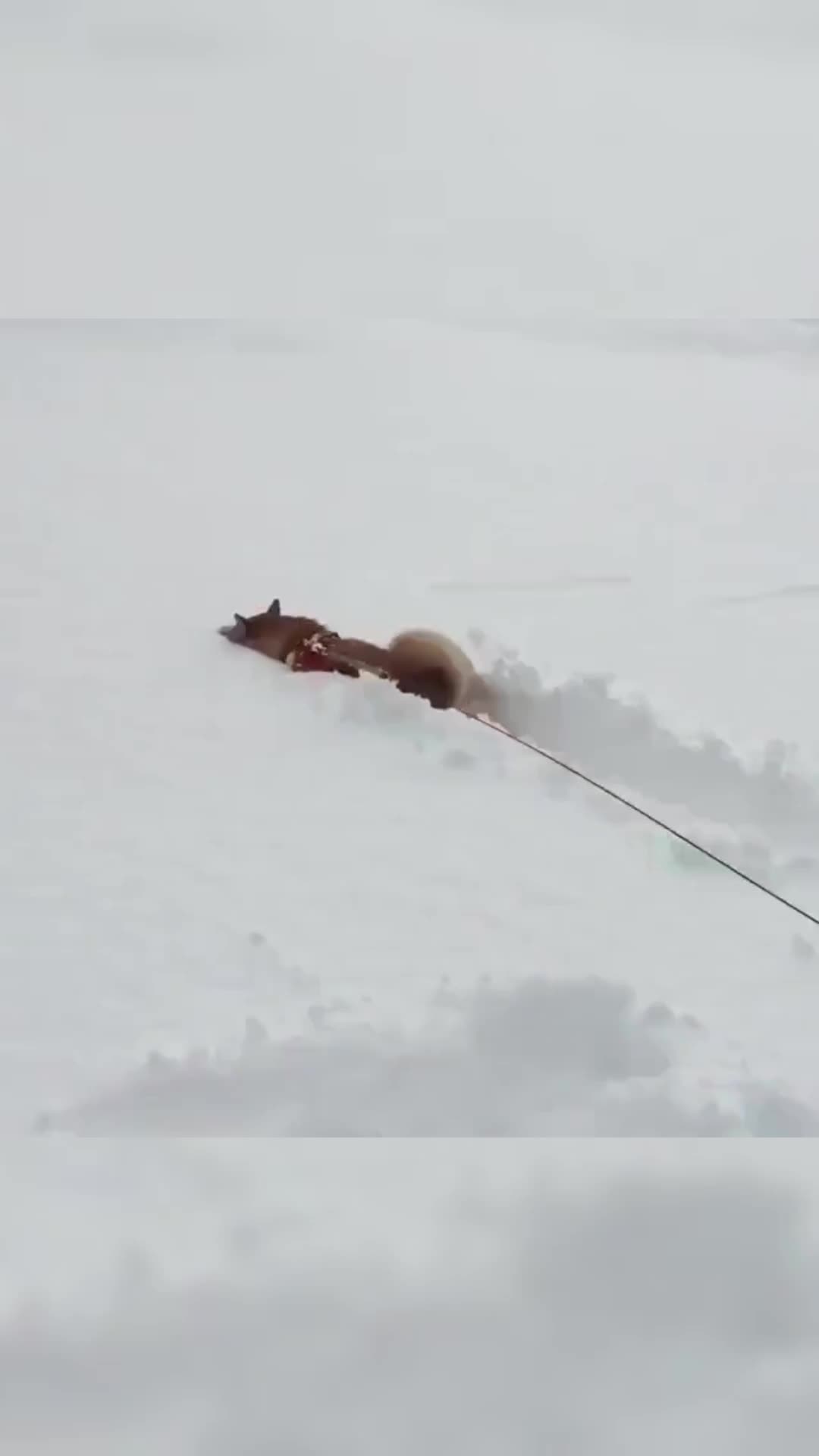 @cute dogs channel