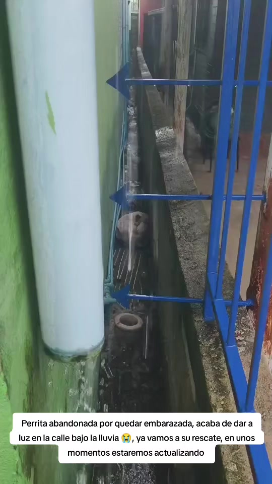 @Asoc. Peluditos