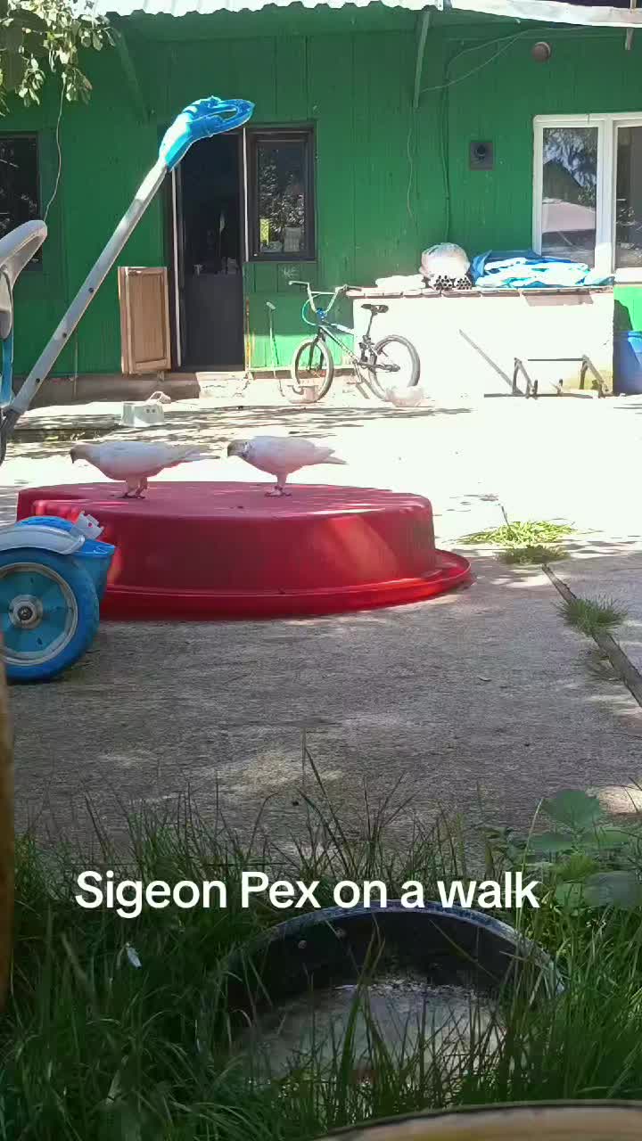 @Pigeon_which_unusual3
