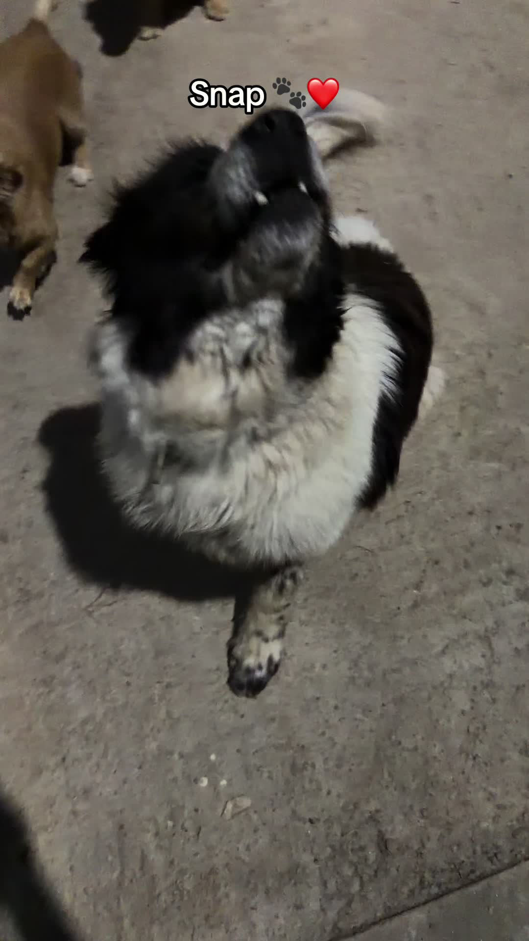 @Cojo 🦊