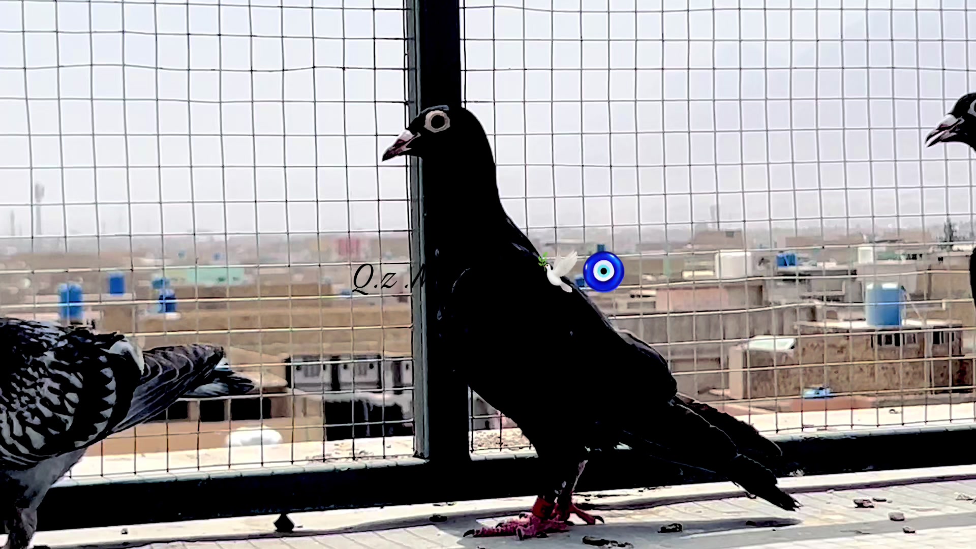 @🕊️L.R .Loft.Q.z.Meer&rsquo;s.Loft🦅