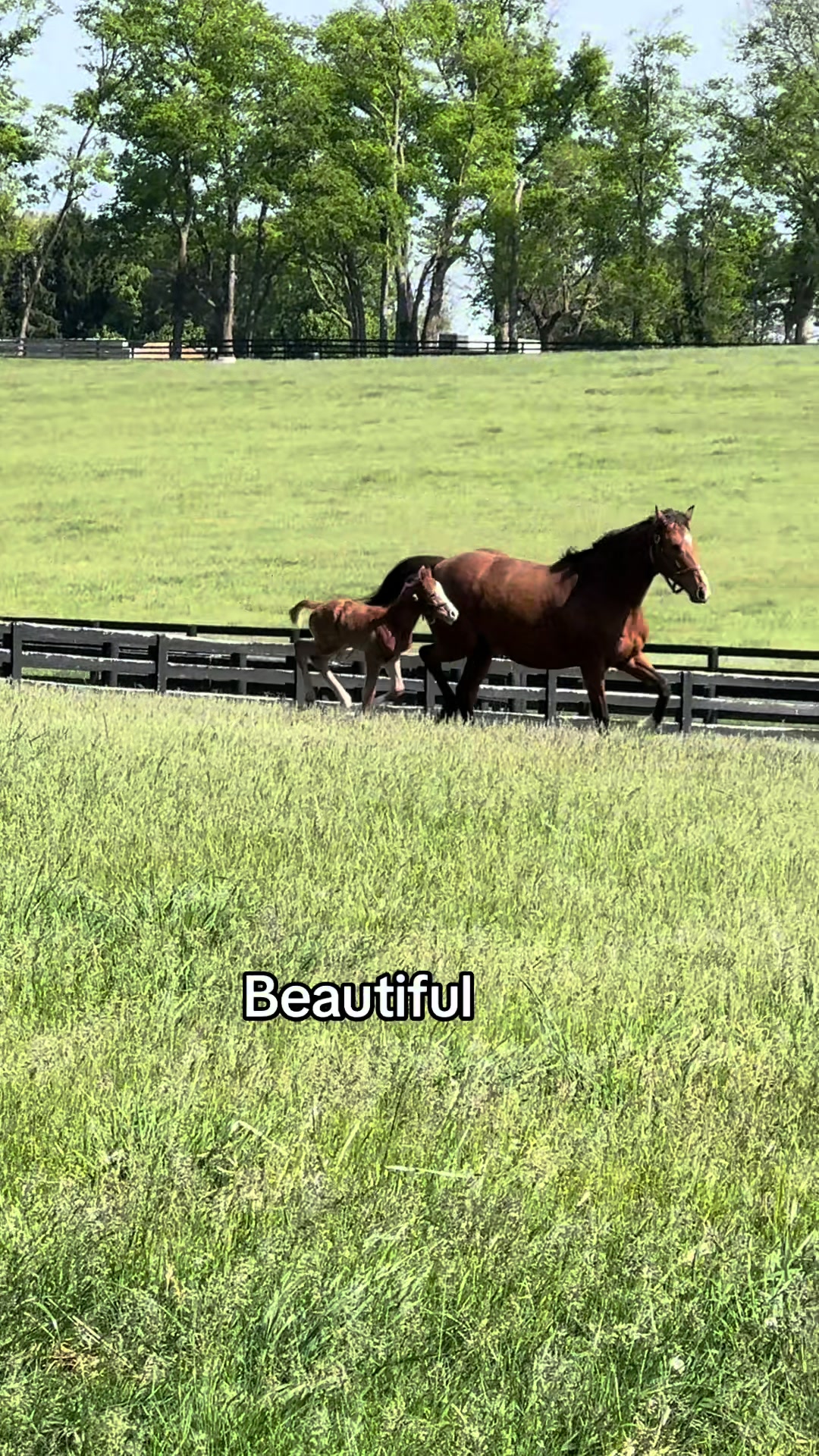 @MesingwFarm