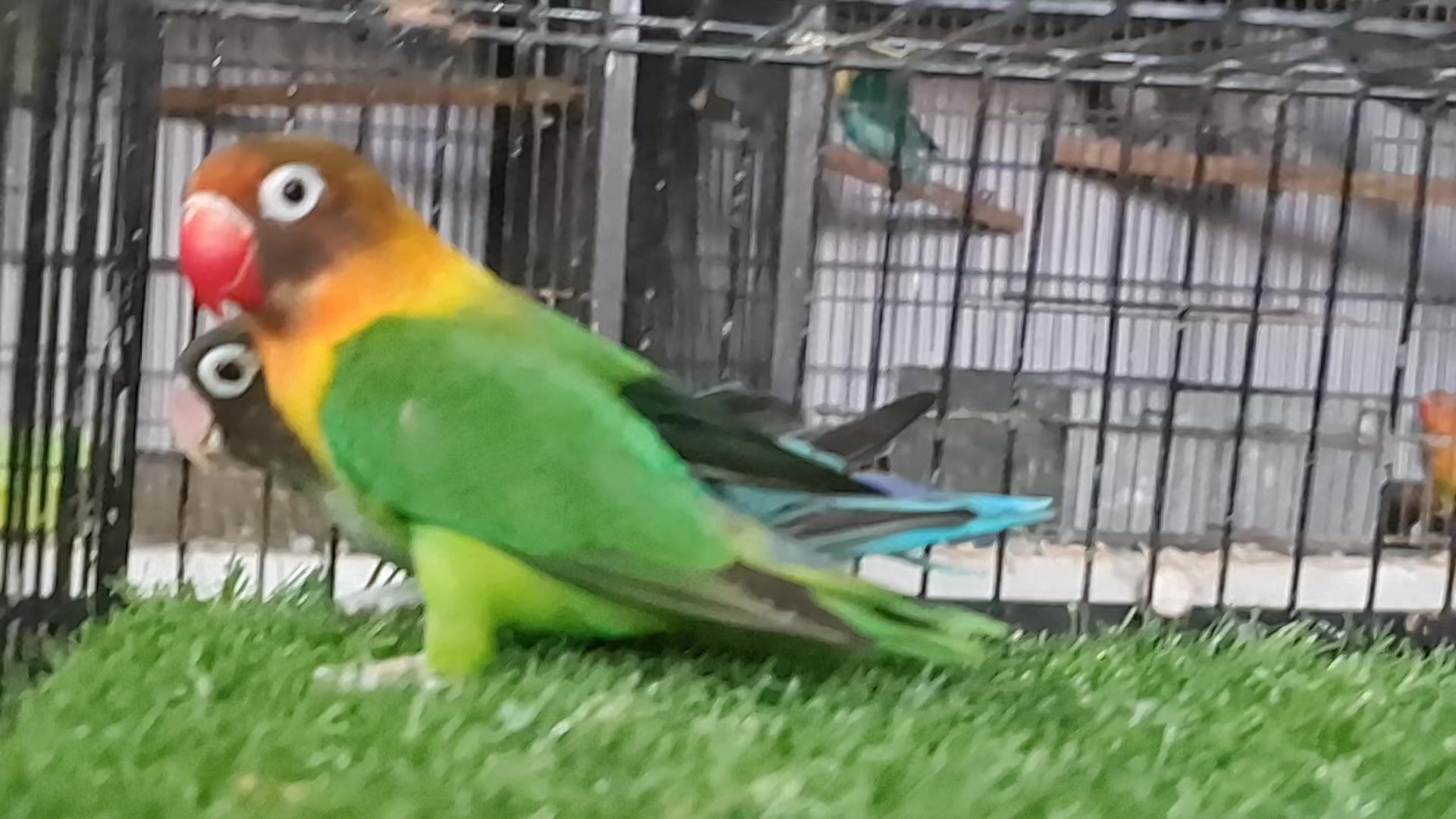 @ROYAL BIRD US