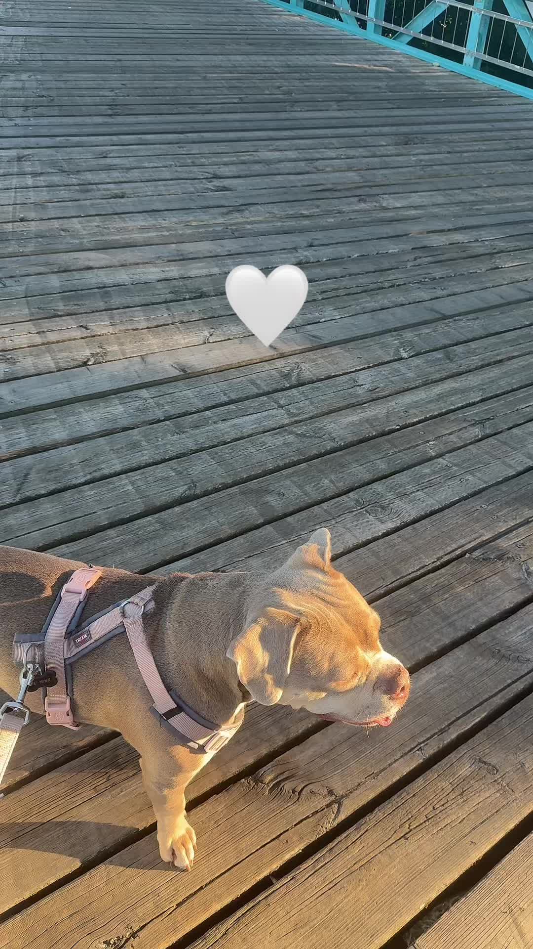 @Milly 🐶🥰