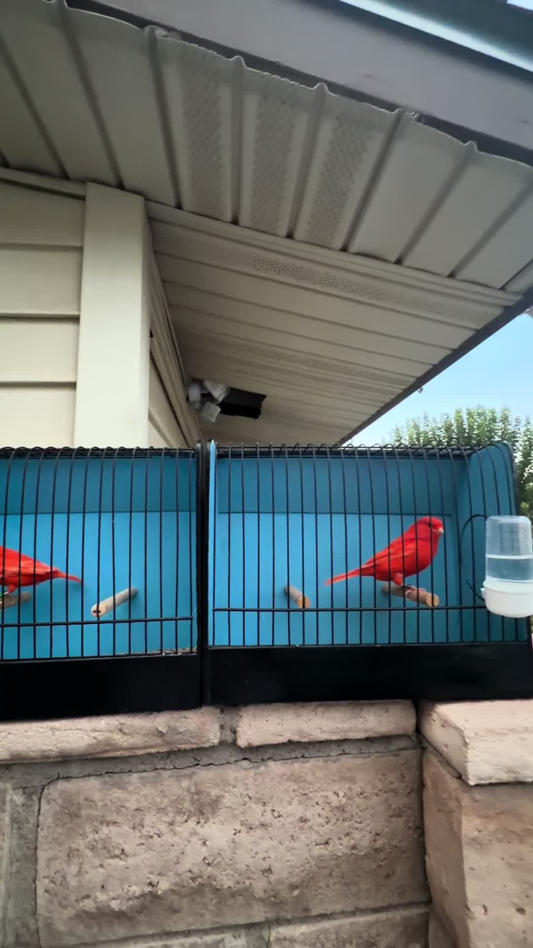 @AviarioUre&ntilde;a