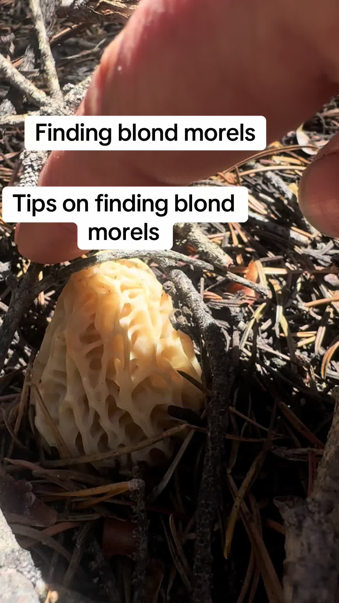 @Fungusamungus