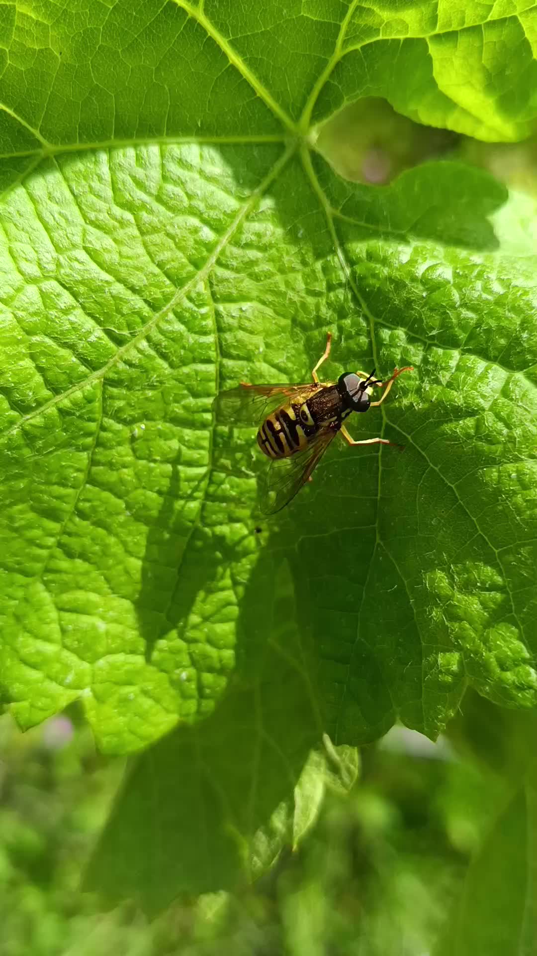 @🐞edwige33🐞