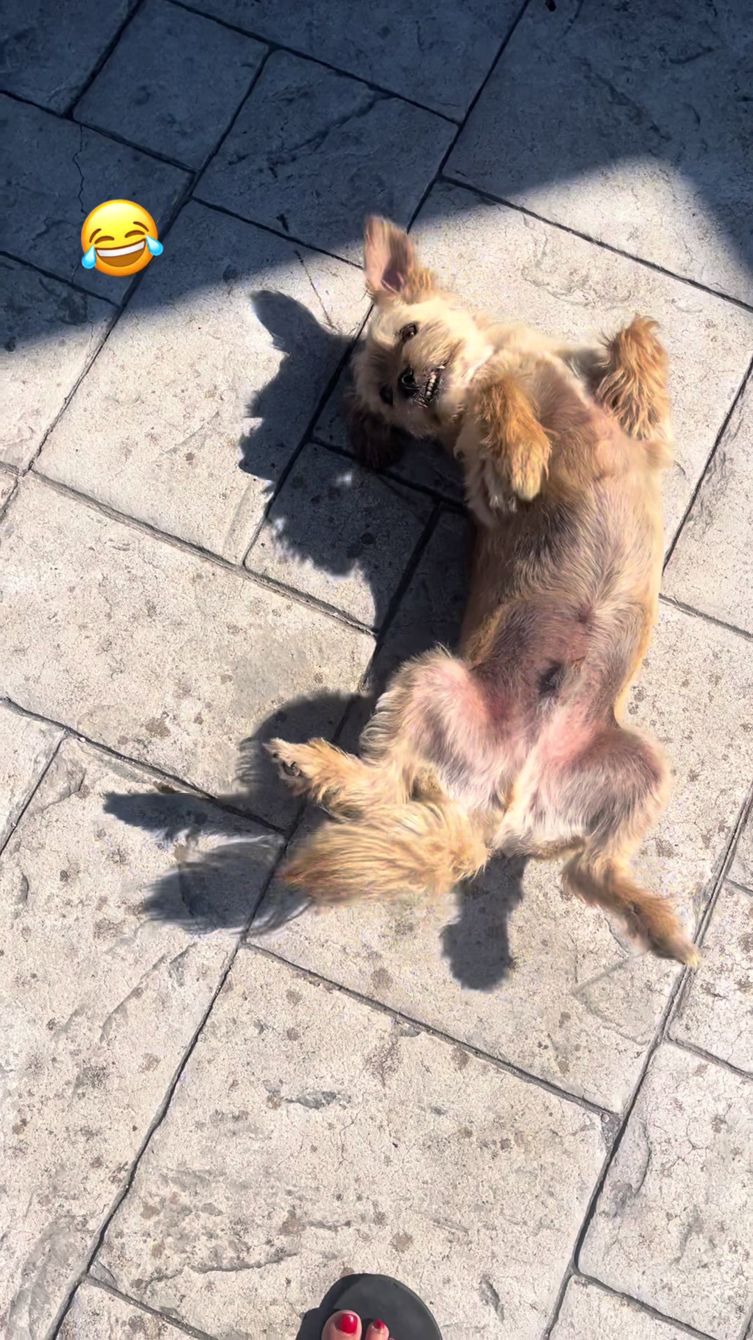 @Tanya Volontaria Animalista