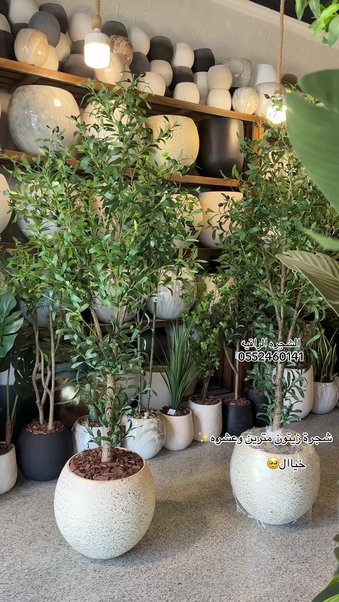 @الشجره الراقيه(زهور المملكه)🌴