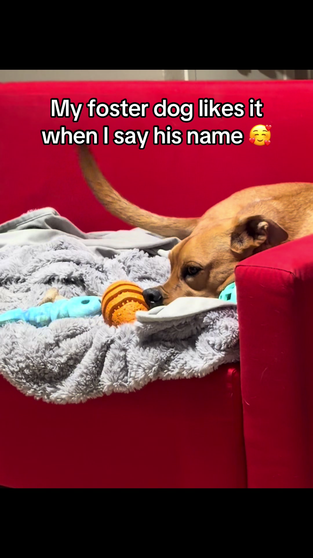 @emilyloves.shelterdogs