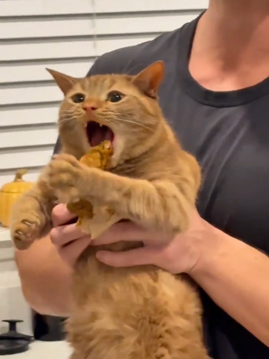@Paw Pet