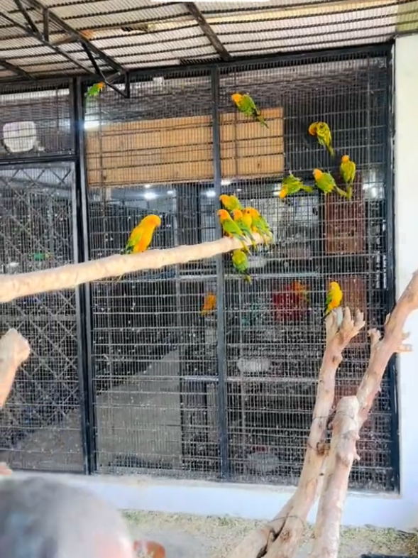 @Mehar Hanan Aviary 🔥