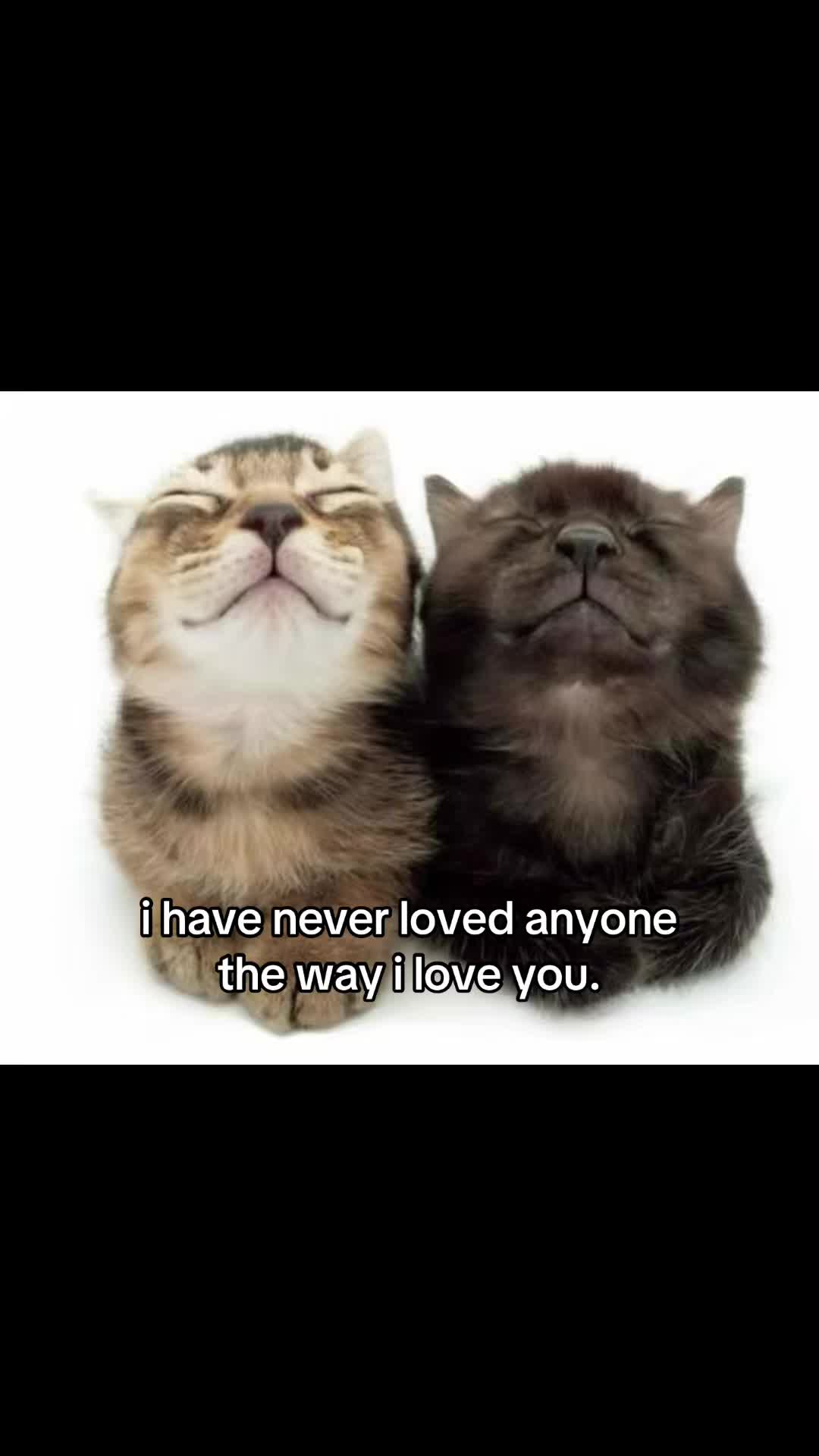 @meowconcept