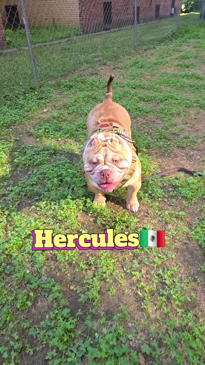 @carlos quintero