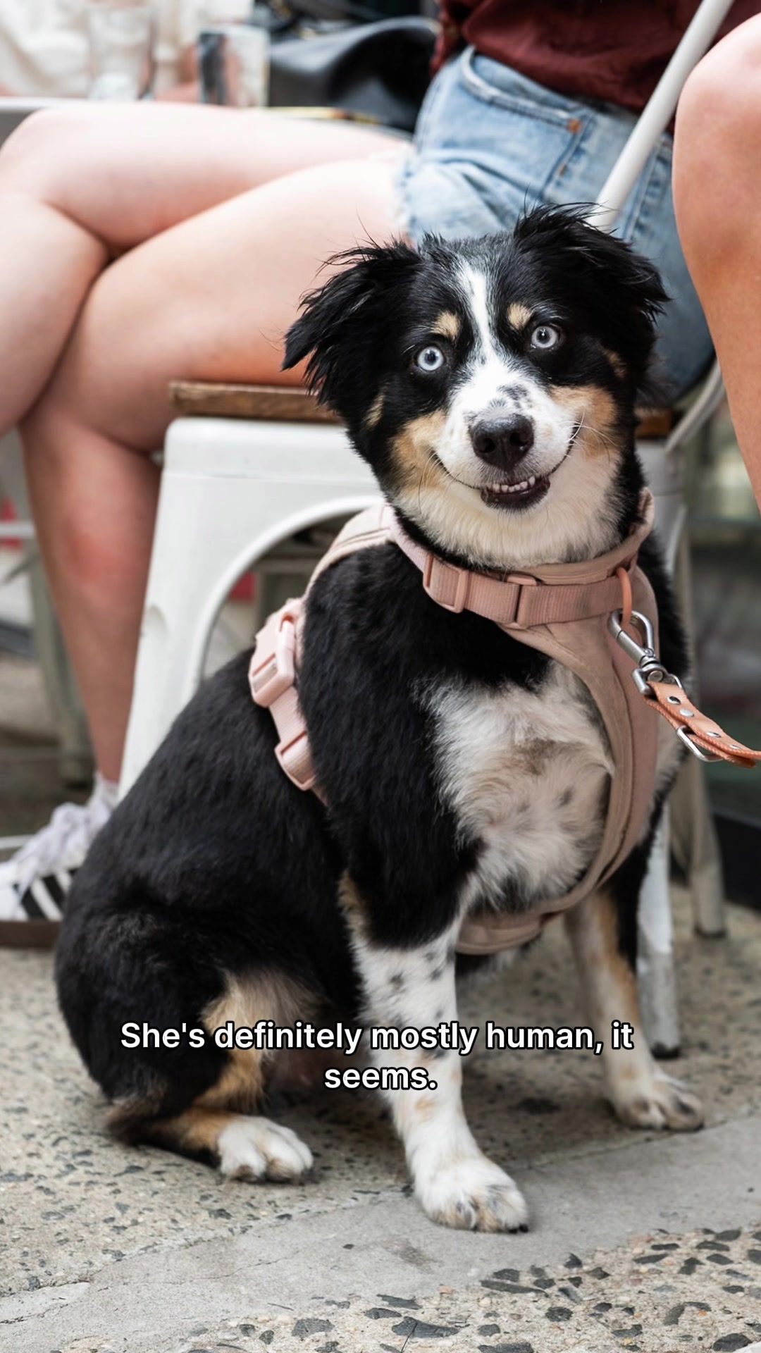 @The Dogist