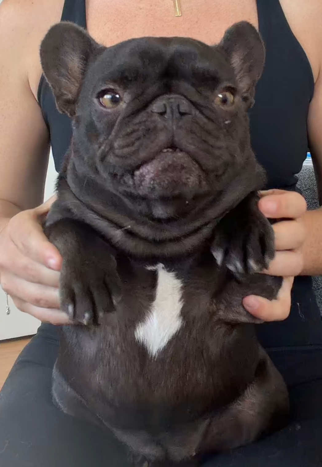 @Mabel the Frenchie