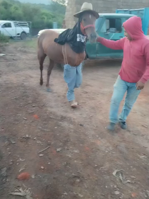 @Horses TikTok
