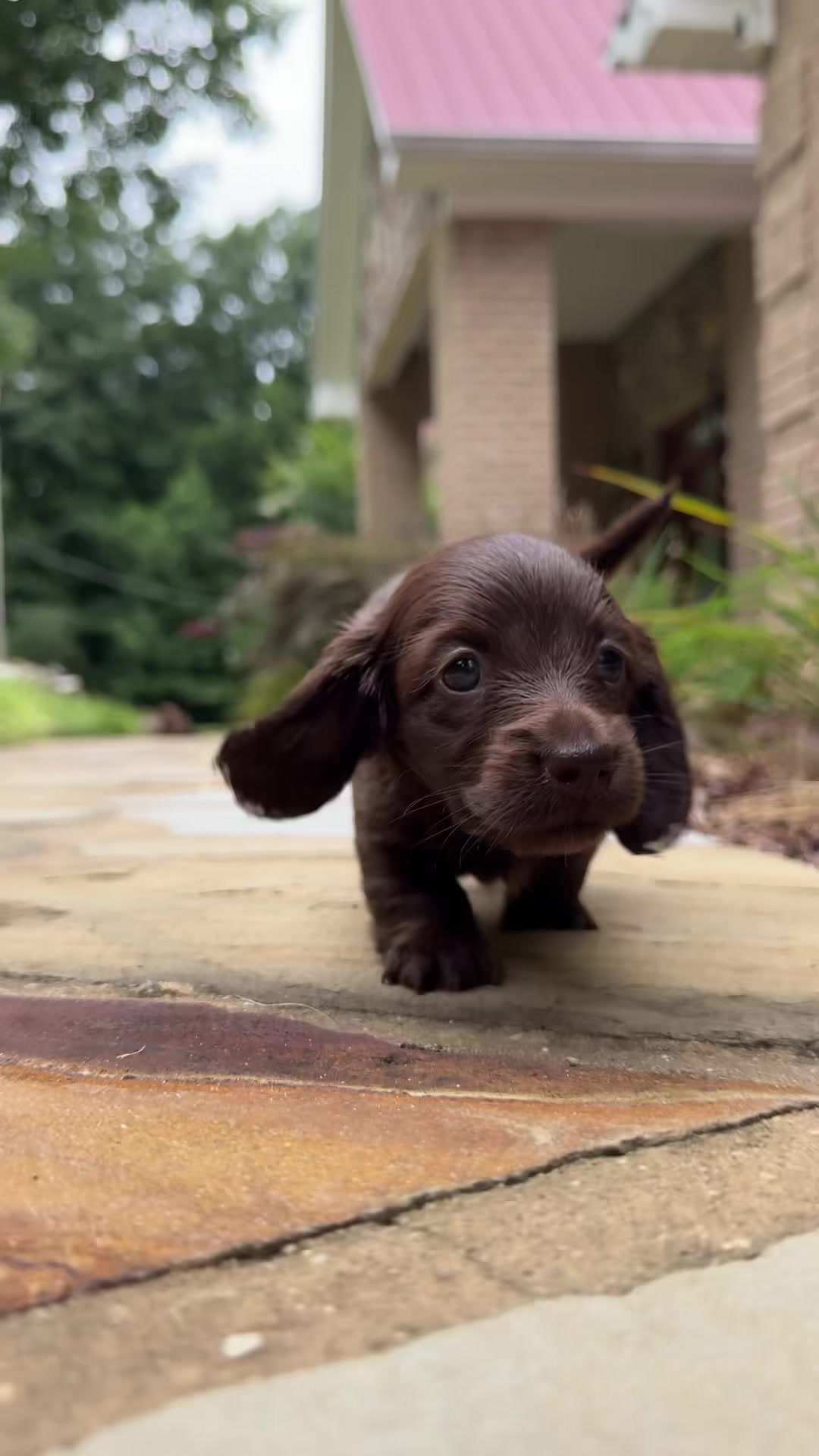 @Taylored Dachshunds