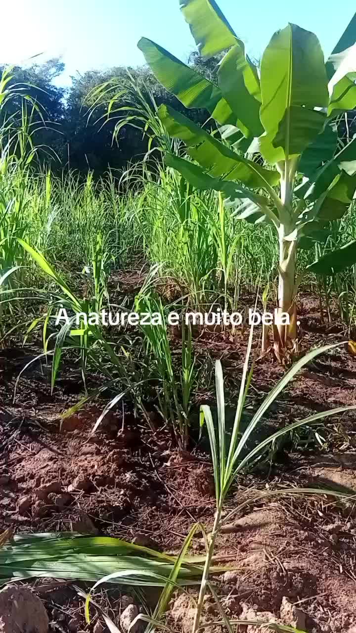 @Ione Silva