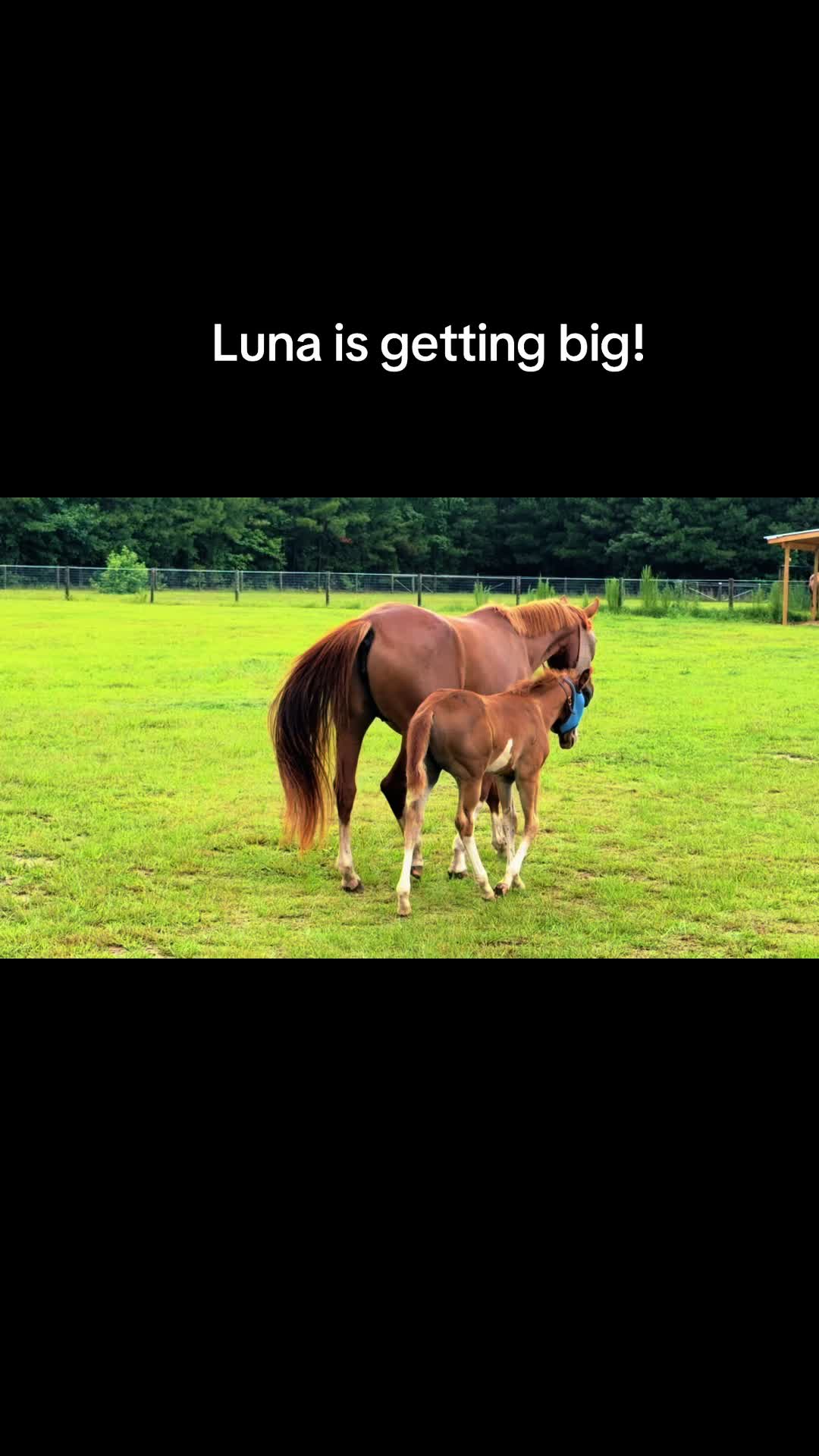 @NKEquestrian