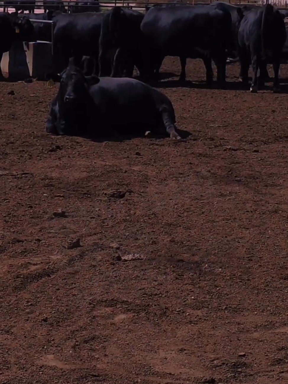 @BigBoss💪🤠🌙🐂🐂🐂